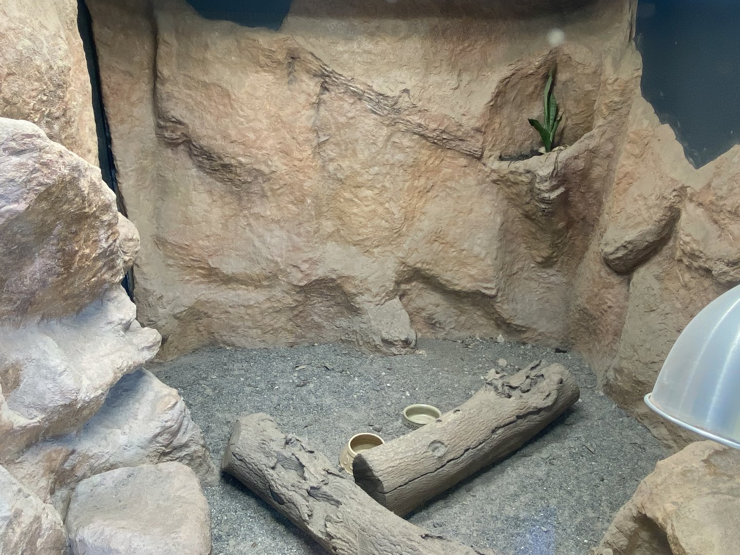 Meerkat exhibit 230922