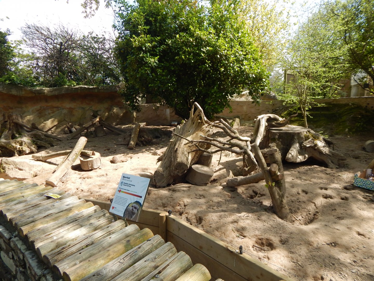 Meerkat exhibit 240424