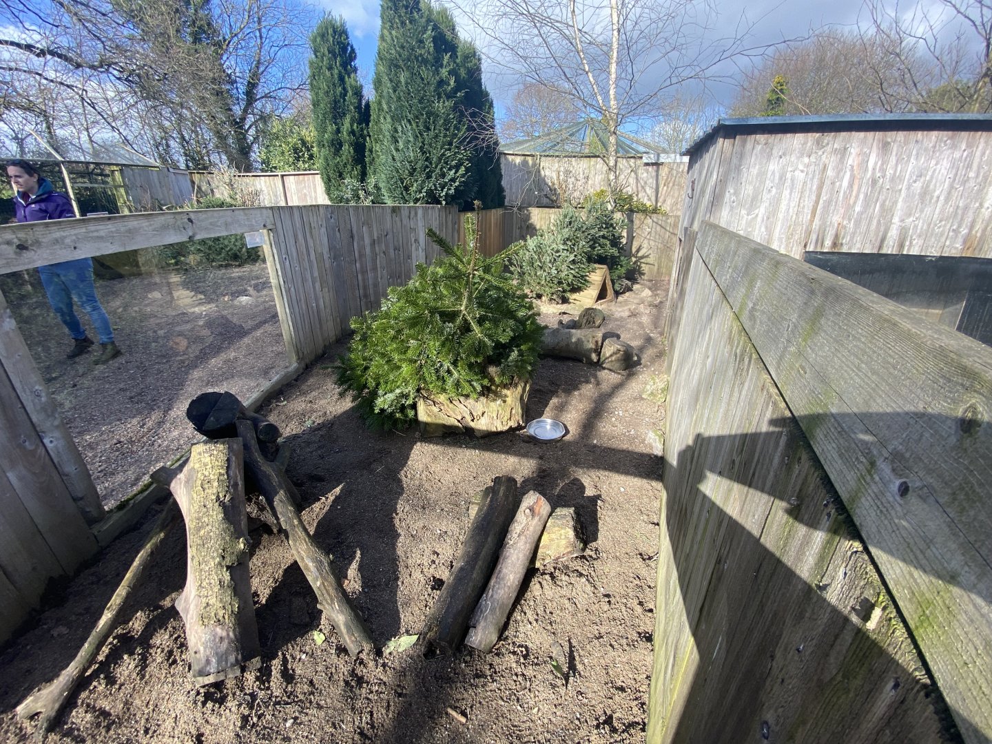 Meerkat exhibit 250222