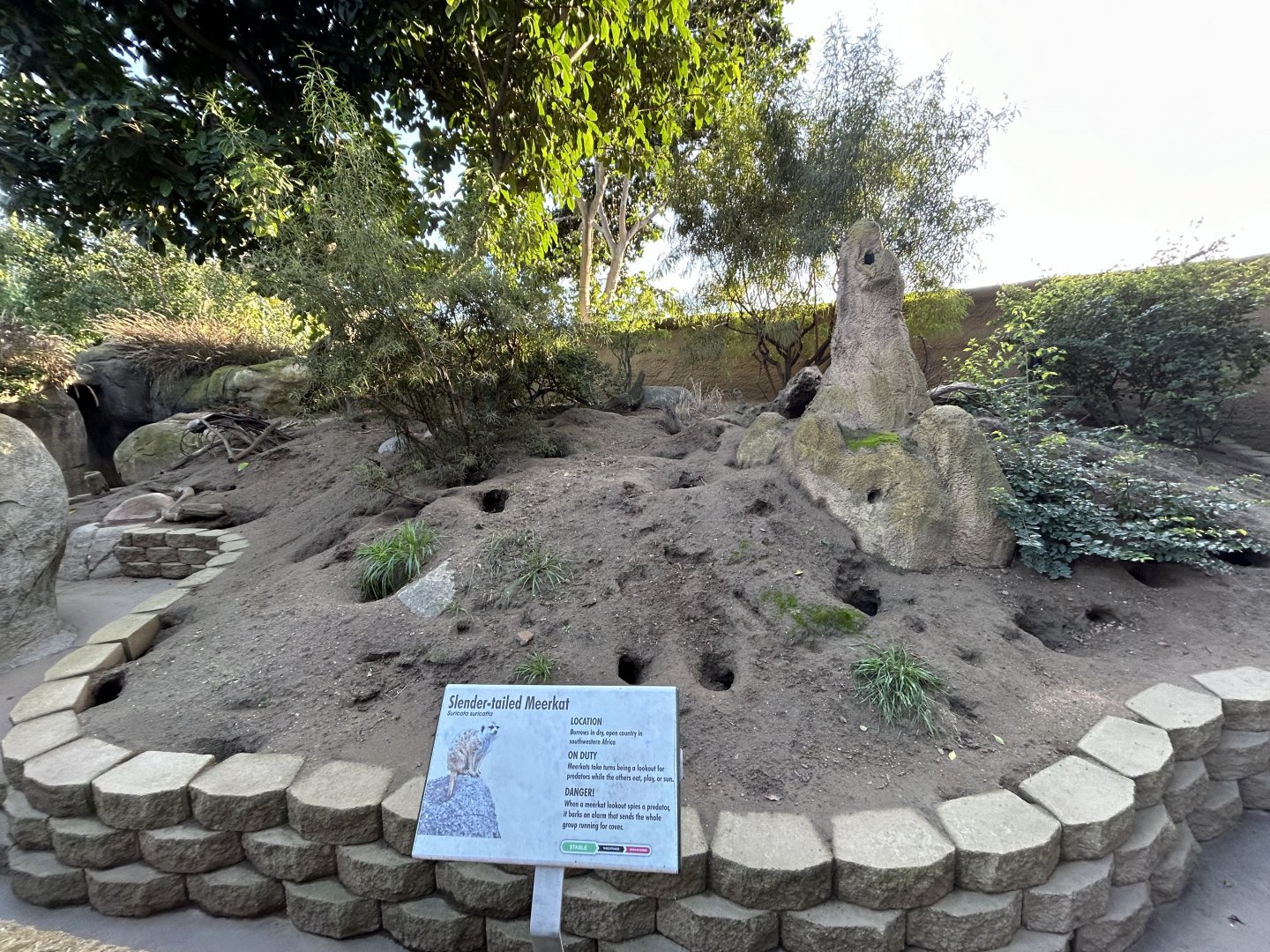 Meerkat Exhibit - Africa Rocks