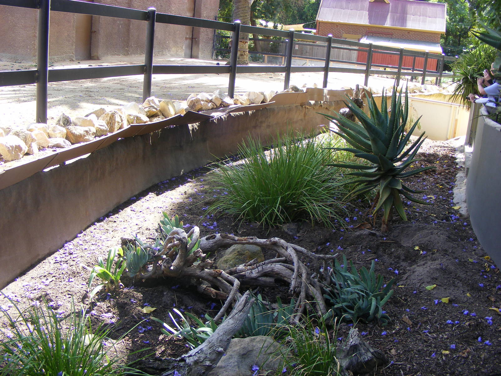 Meerkat Exhibit - April, 2010