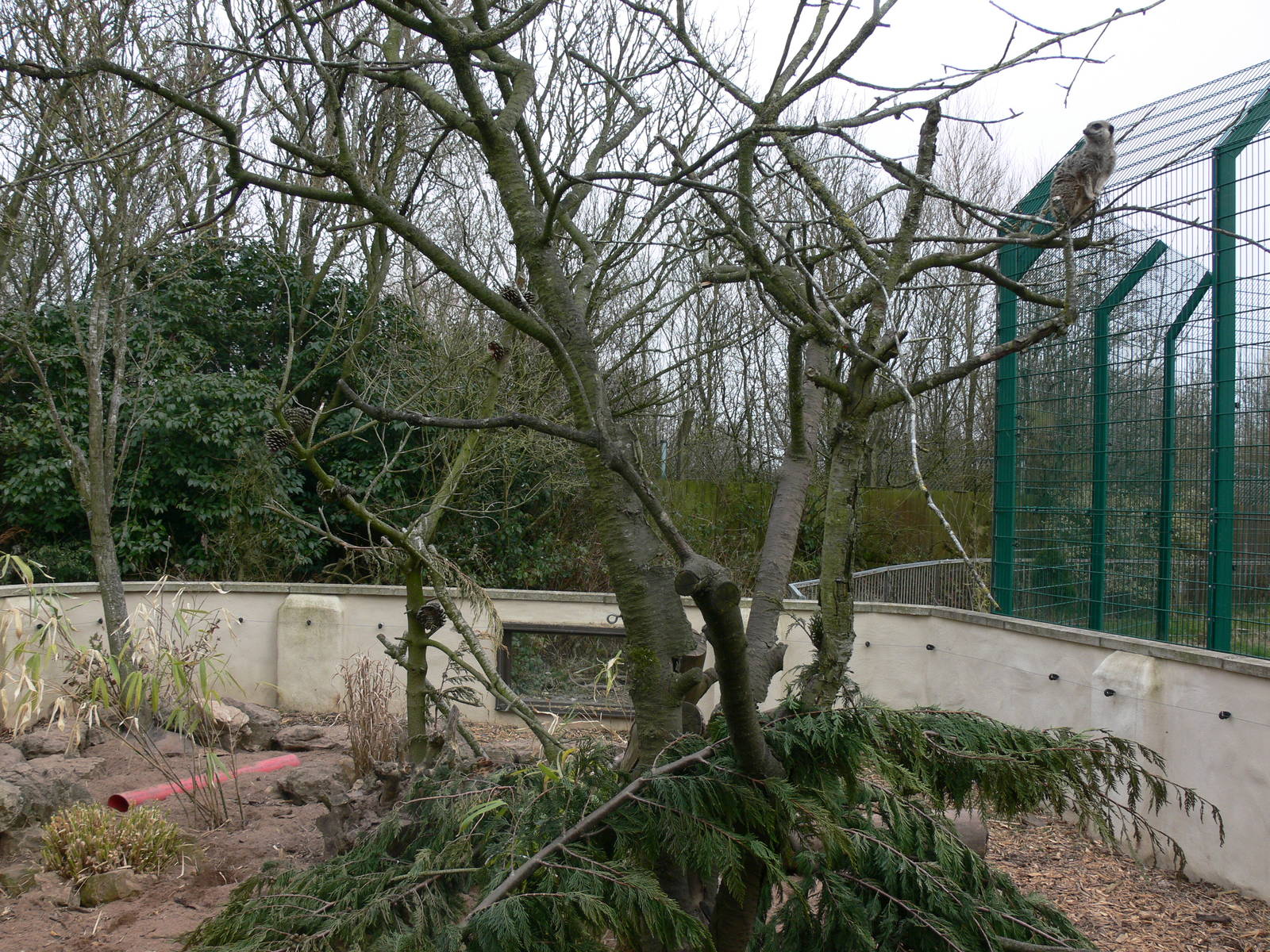Meerkat exhibit at Blackpool Zoo, 08/04/13