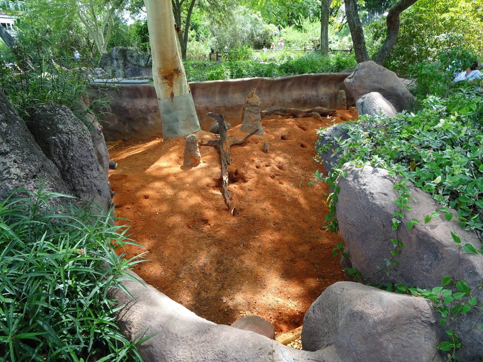 Meerkat Exhibit at Busch Gardens Tampa
