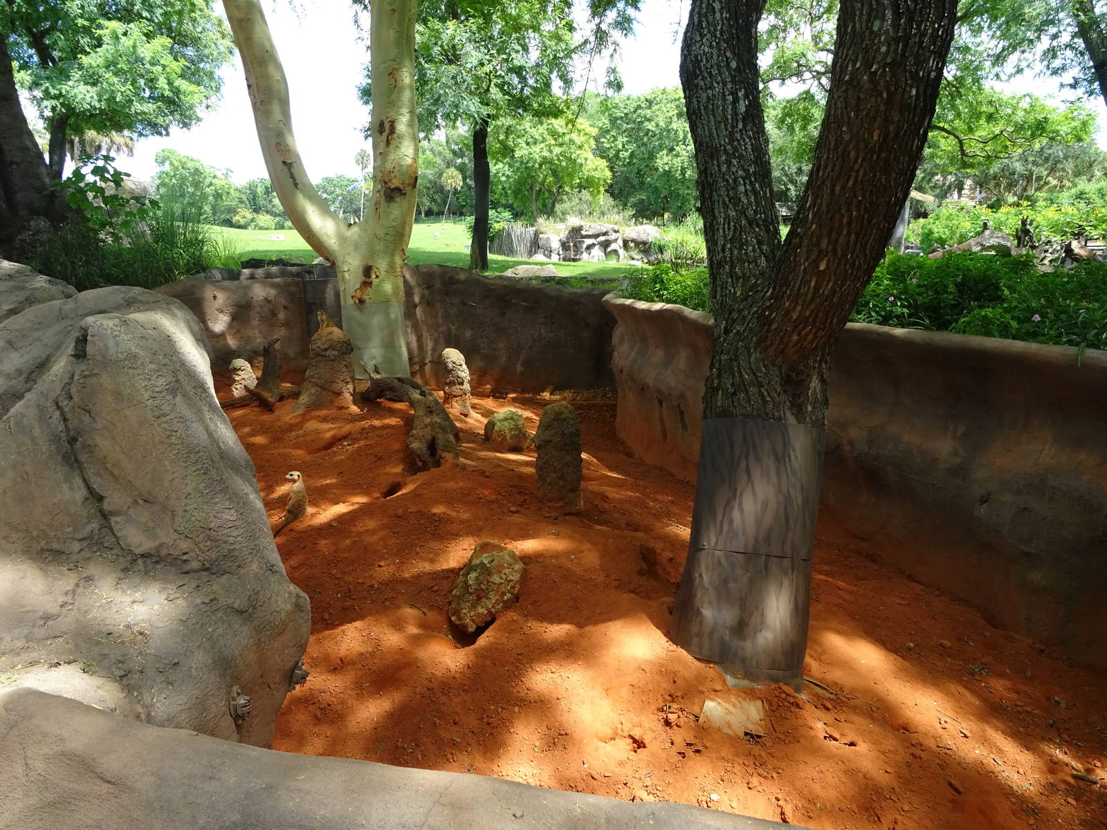 Meerkat Exhibit at Busch Gardens Tampa