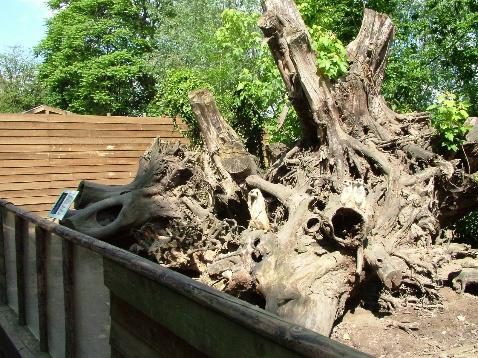 Meerkat Exhibit at De Paay, 02/06/12