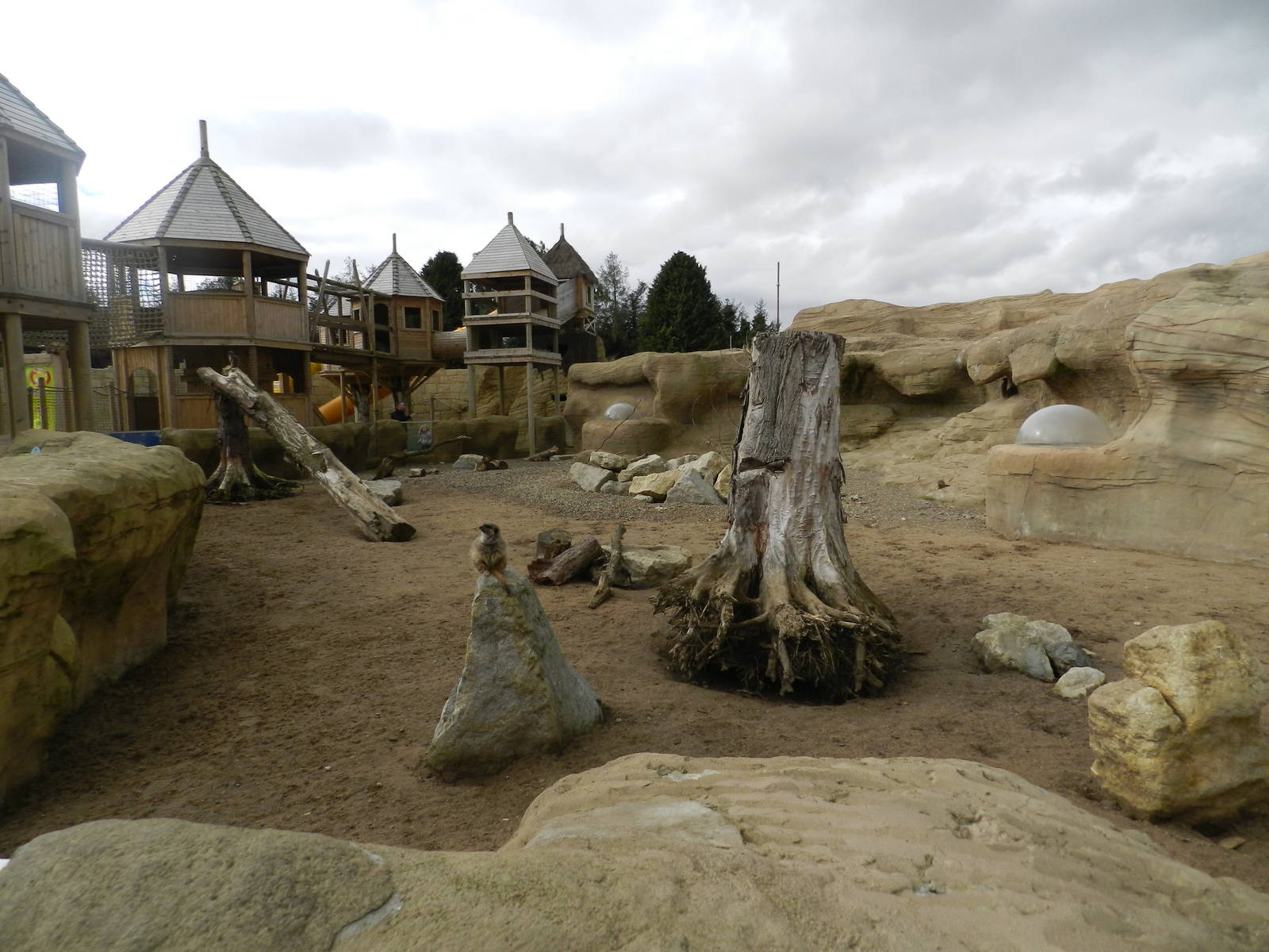 Meerkat Exhibit at Flamingo Land - 14/10/2012