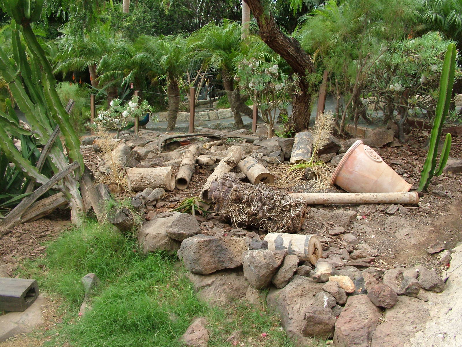 Meerkat Exhibit at Jungle Park (Las Aguilas), 13/11/10