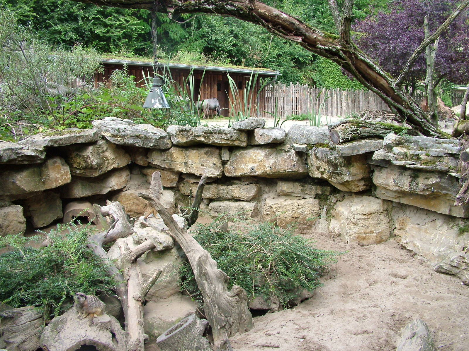 Meerkat Exhibit at Landau Zoo, 04/09/10