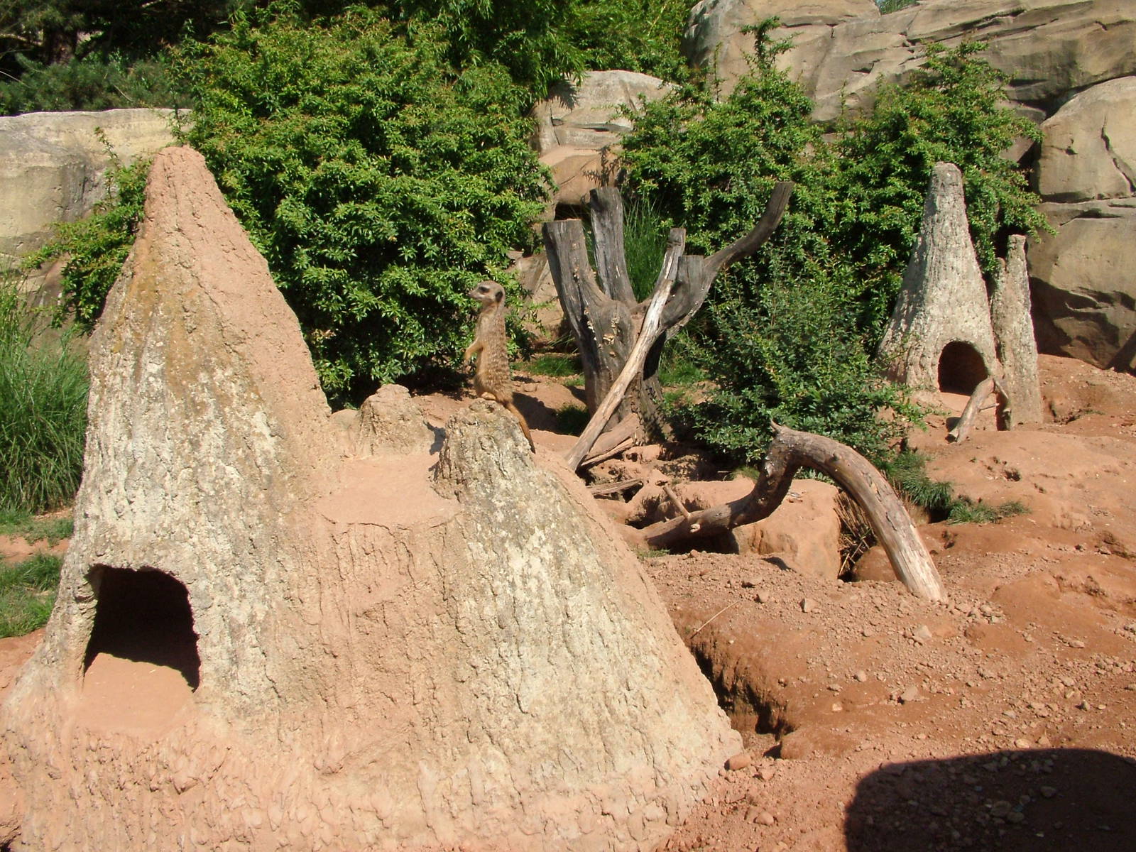 Meerkat Exhibit at Leipzig, 02/09/11