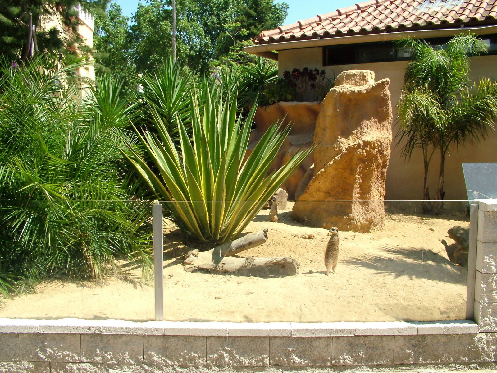 Meerkat Exhibit at Lisbon Zoo, 24/05/11