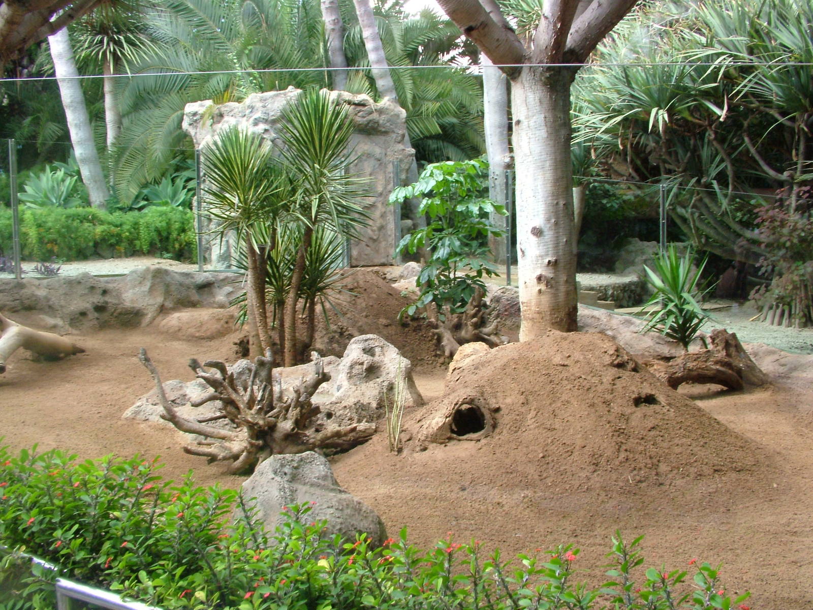 Meerkat Exhibit at Loro Parque, 08/11/10