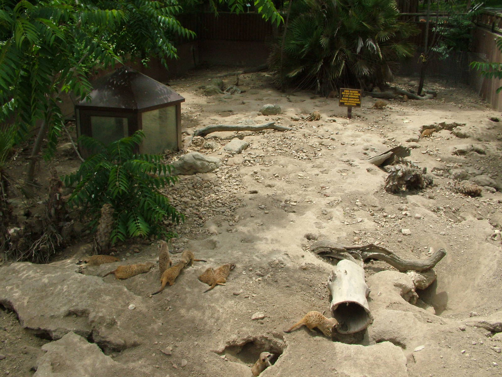Meerkat Exhibit at Madrid Zoo Aquarium, 26/05/11