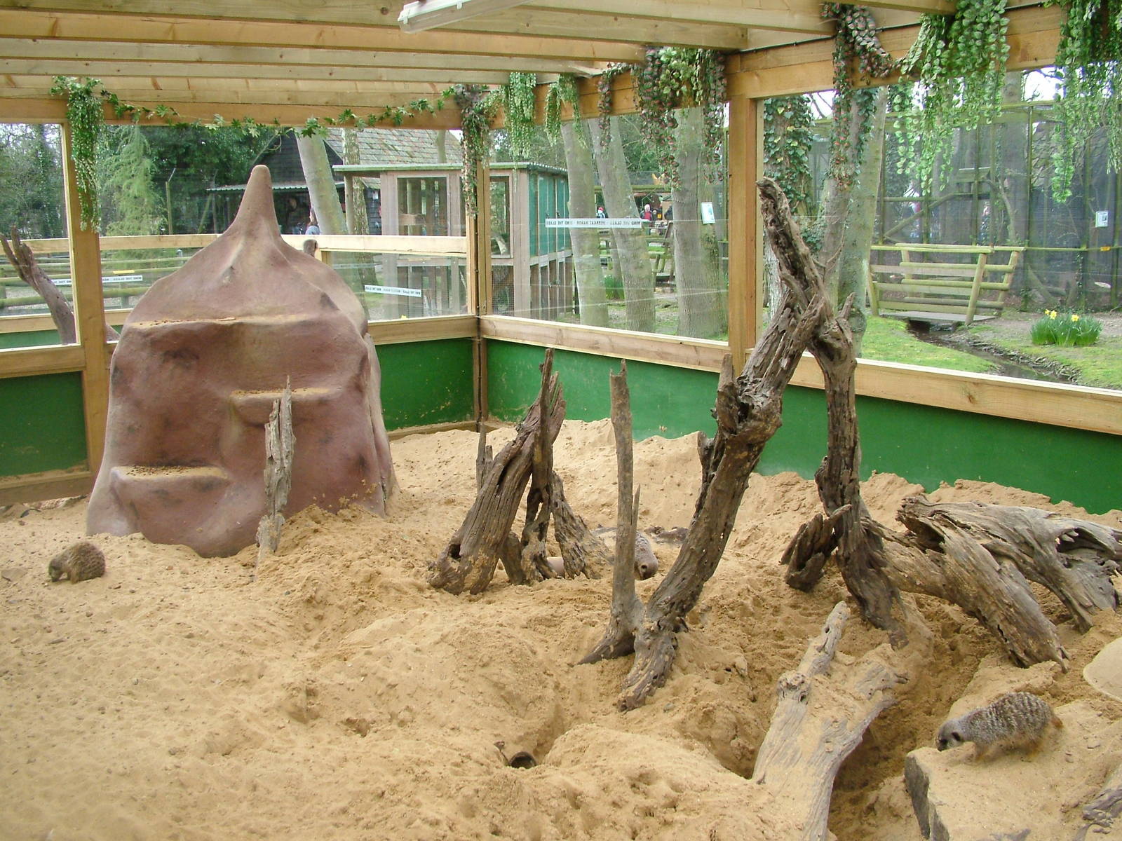 Meerkat exhibit at Shepreth 05/04/10