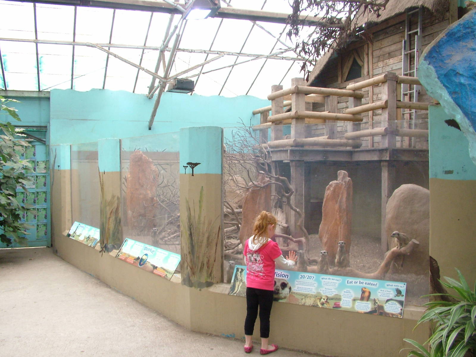 Meerkat Exhibit at the Palms: Final Visit, 08/08/10