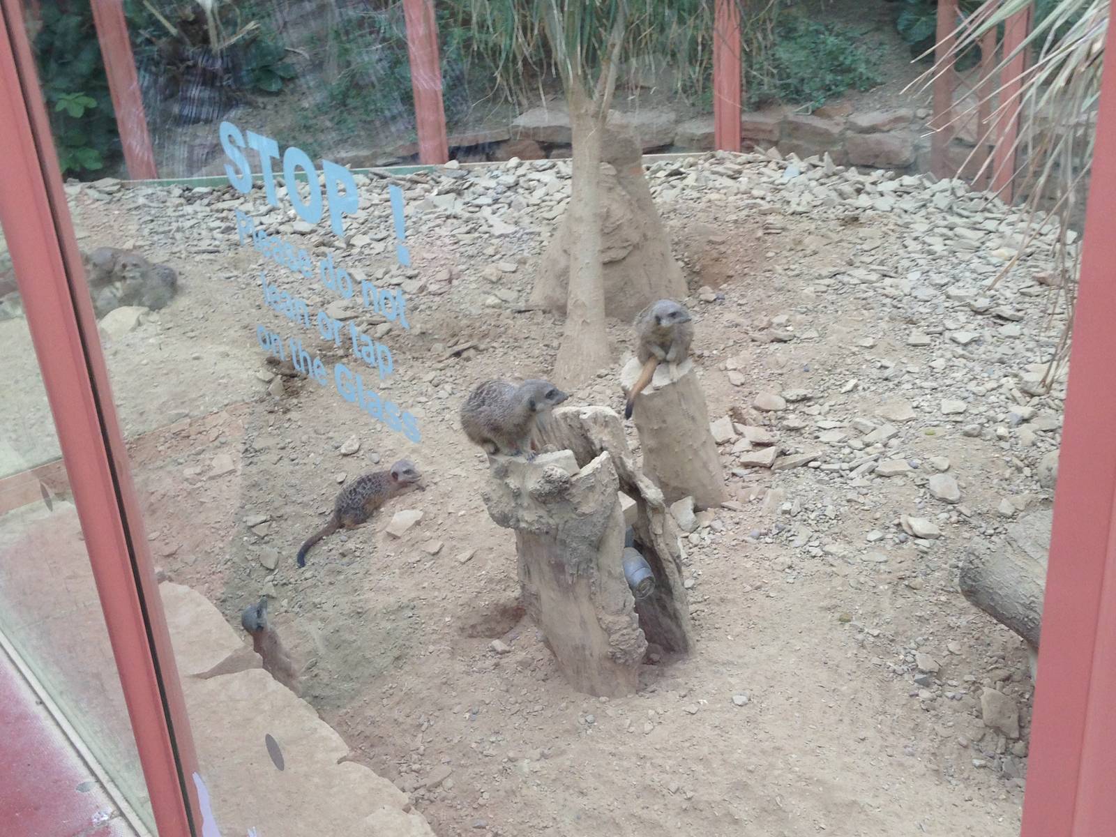 Meerkat Exhibit at Tropical World - 02/10/2013