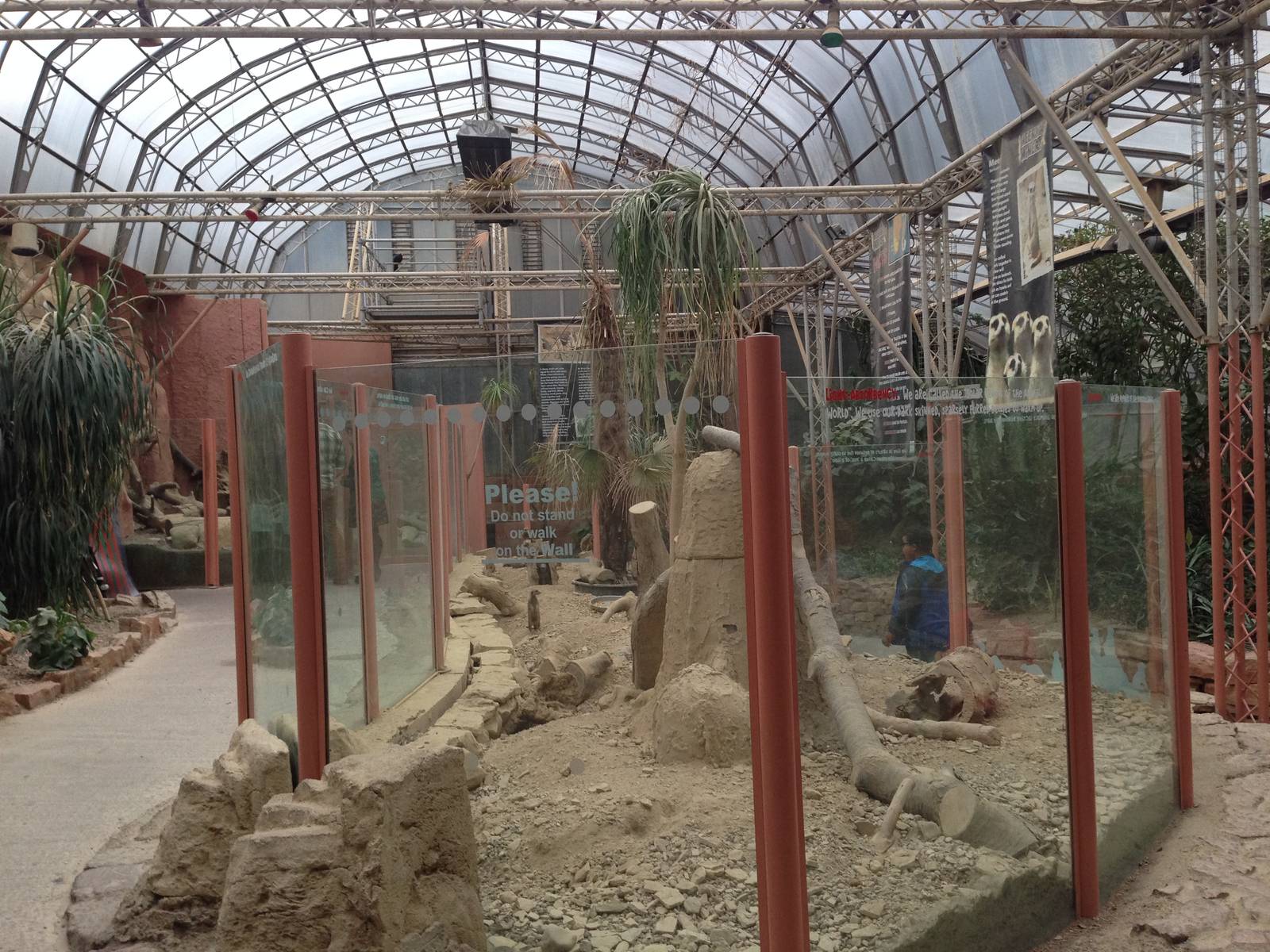 Meerkat Exhibit at Tropical World - 02/10/2013