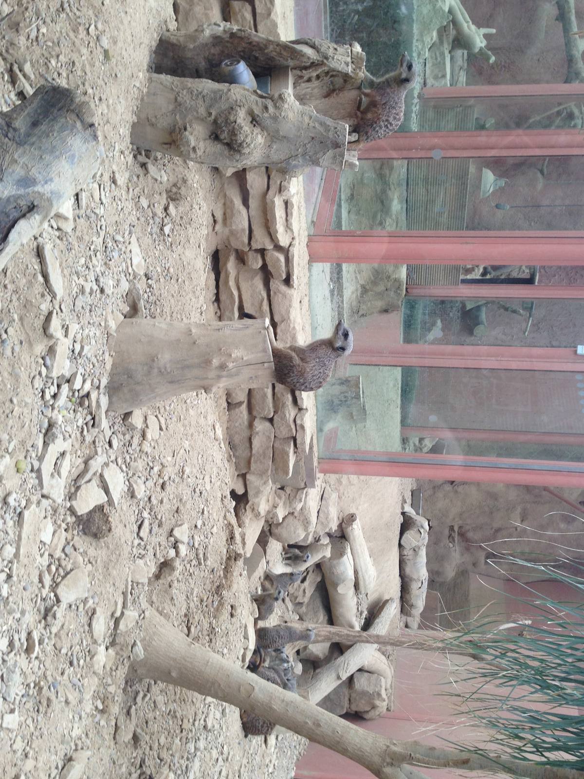 Meerkat Exhibit at Tropical World - 02/10/2013