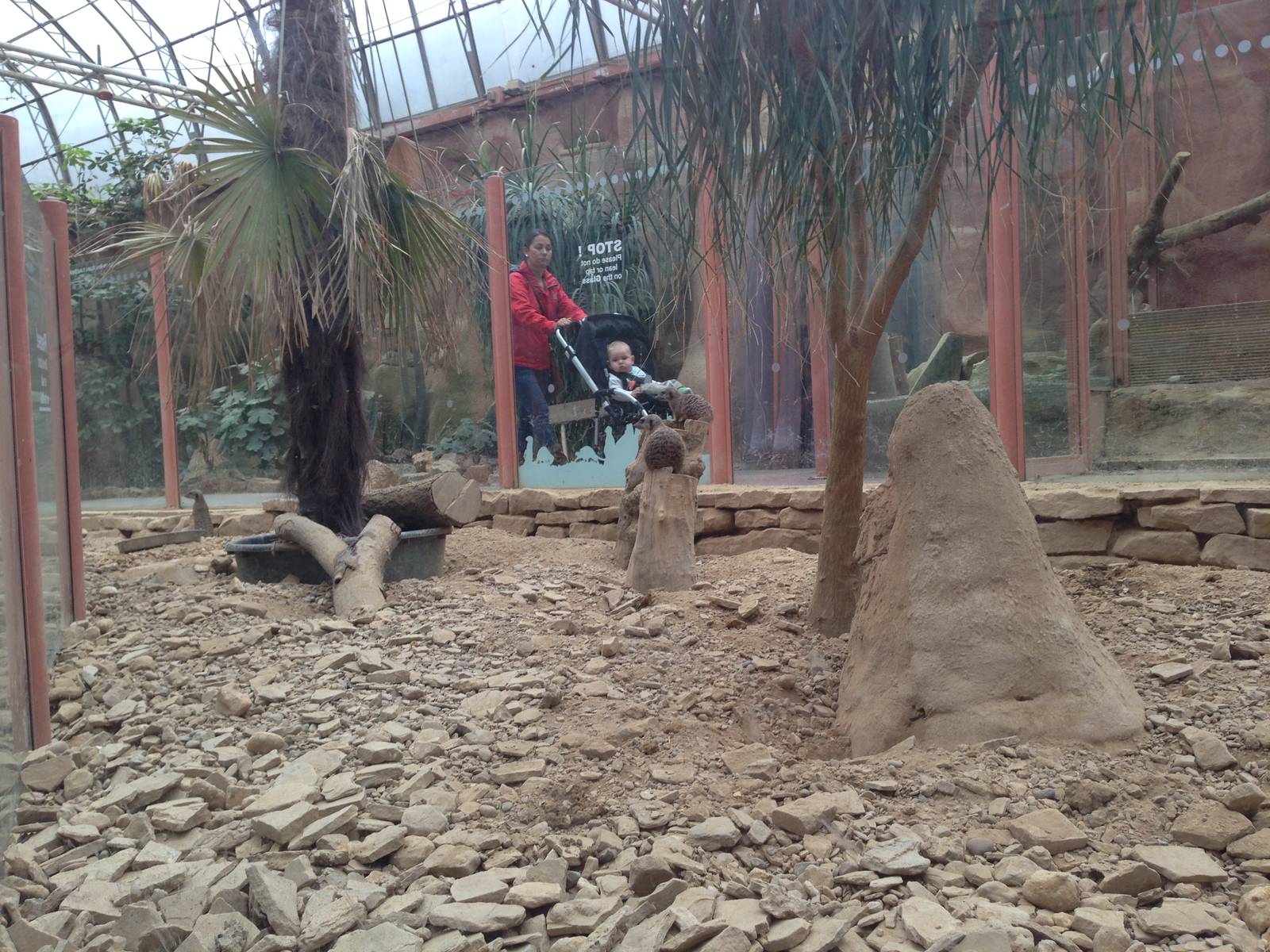 Meerkat Exhibit at Tropical World - 02/10/2013