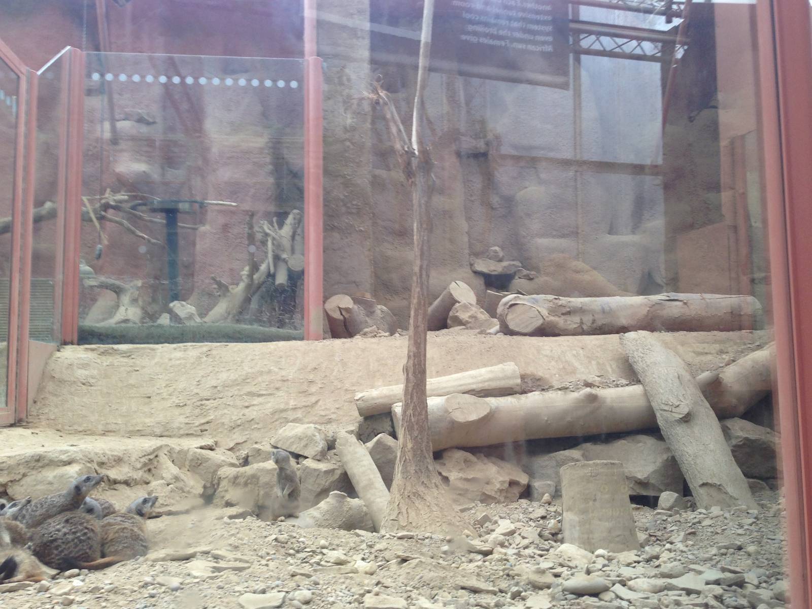Meerkat Exhibit at Tropical World - 02/10/2013