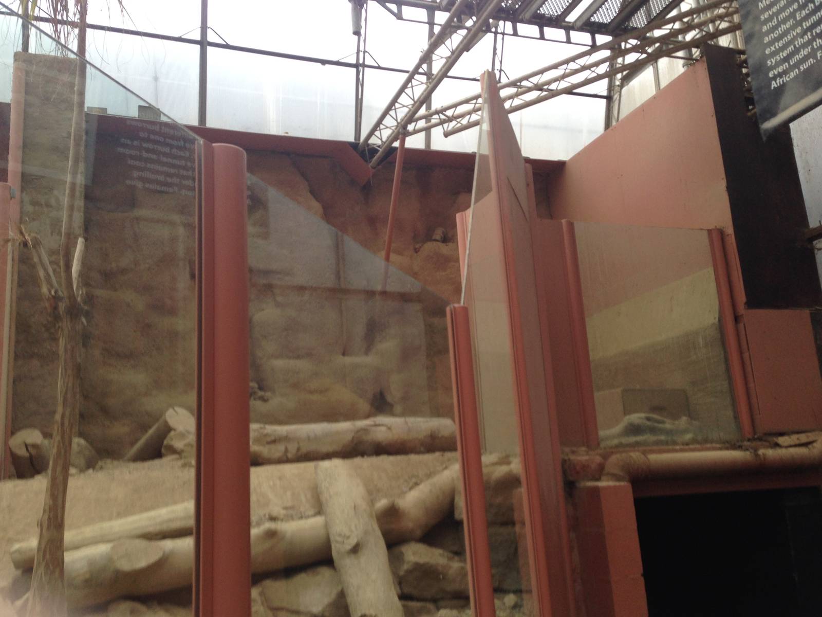 Meerkat Exhibit at Tropical World - 02/10/2013