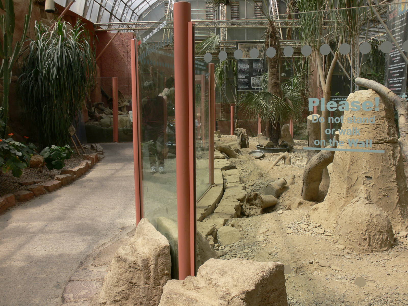 Meerkat exhibit at Tropical World, 30/06/13