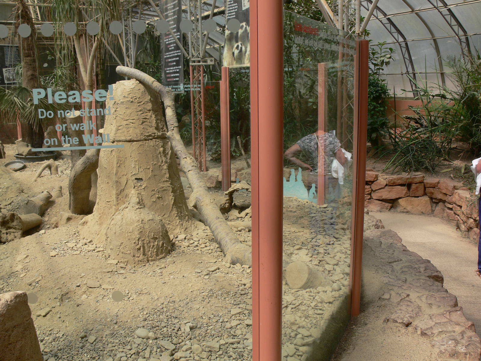 Meerkat exhibit at Tropical World, 30/06/13