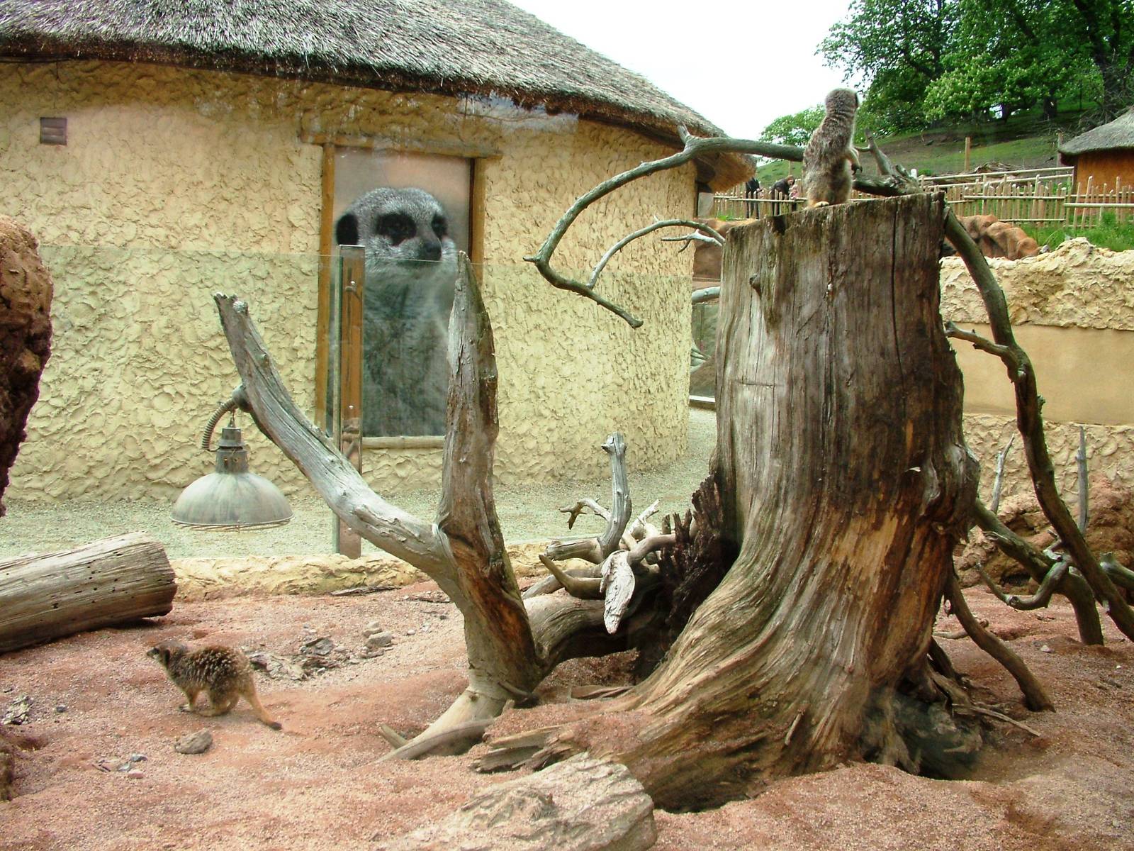 Meerkat Exhibit at West Mids, 05/05/12