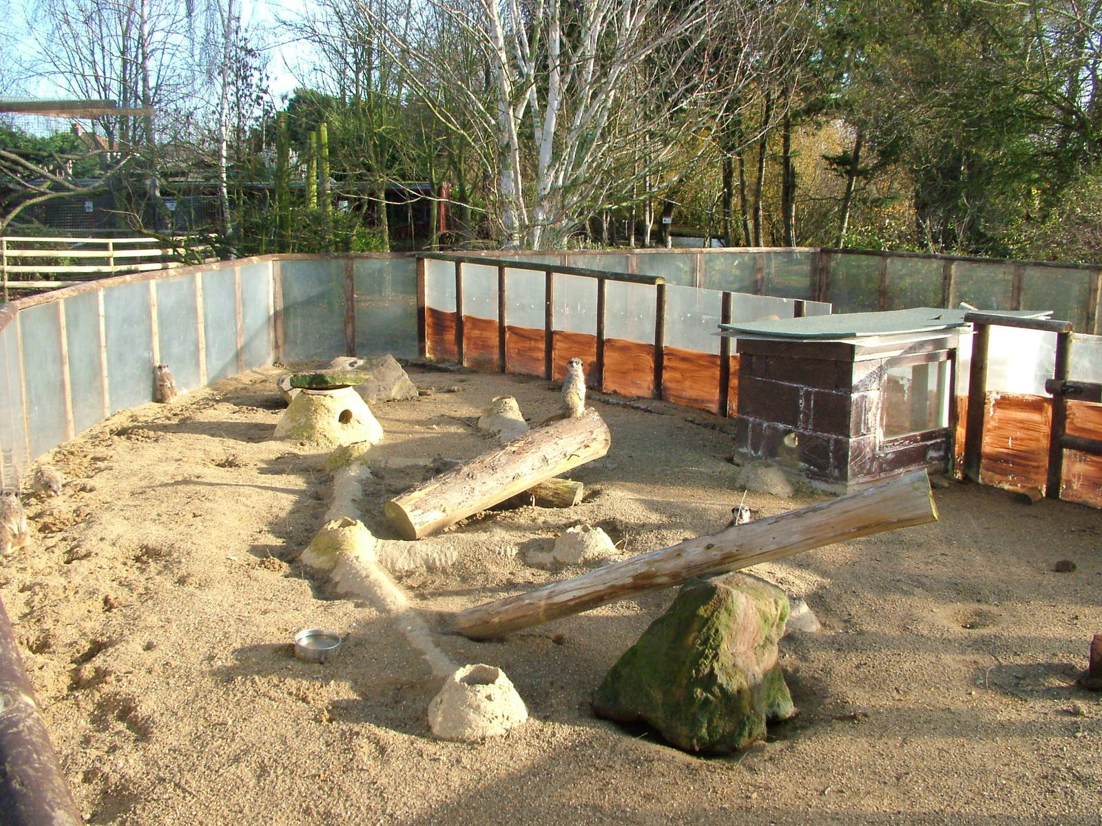 Meerkat exhibit at Wingham 28/11/09