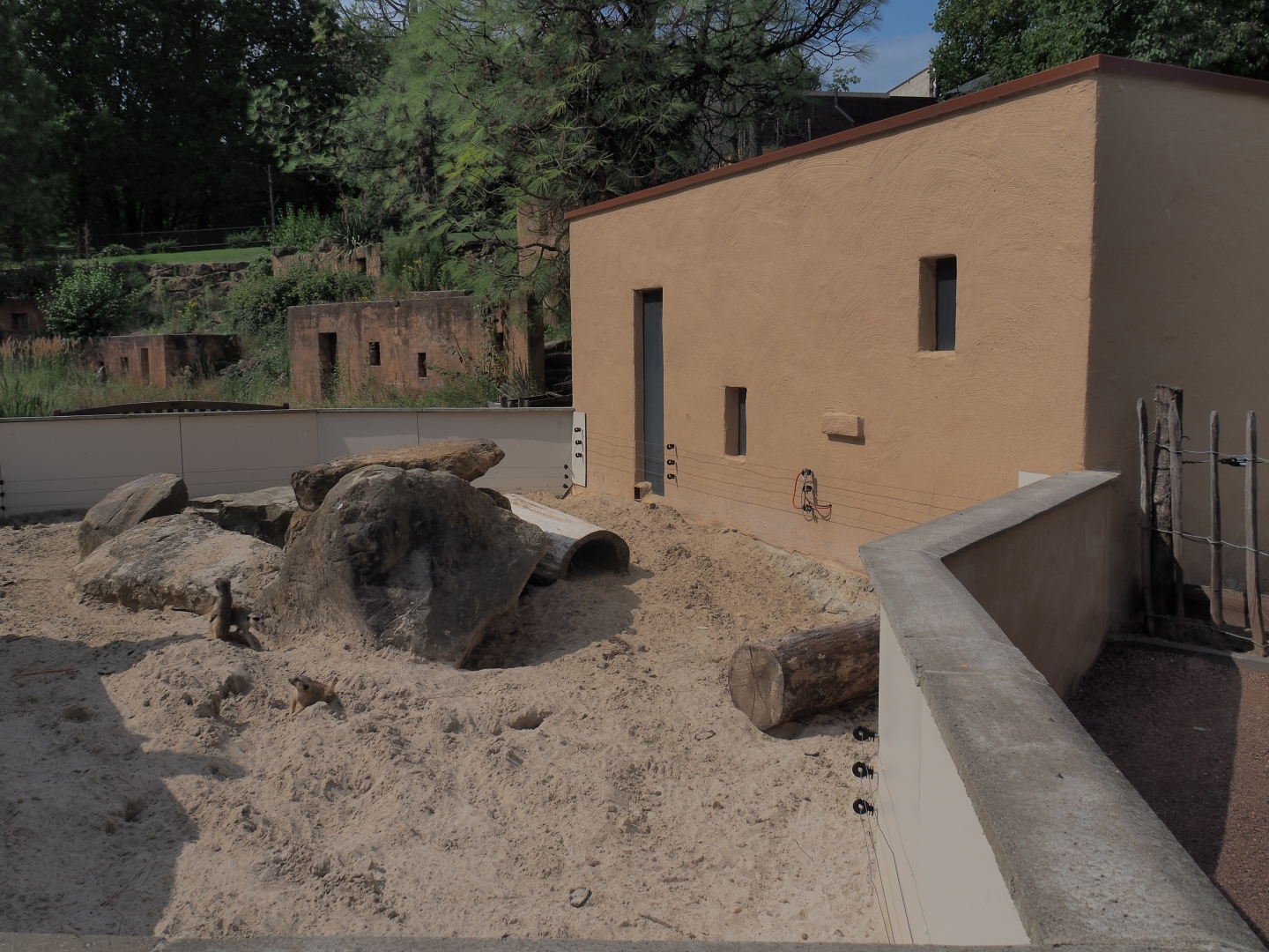 Meerkat exhibit (Aug 28th, 2018)