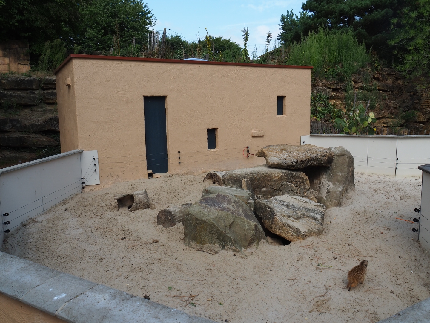 Meerkat exhibit (Aug 28th, 2018)