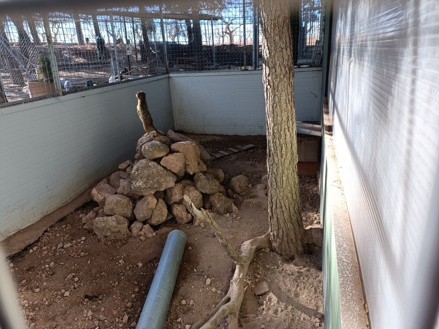 Meerkat exhibit - Bioparque La Rocha