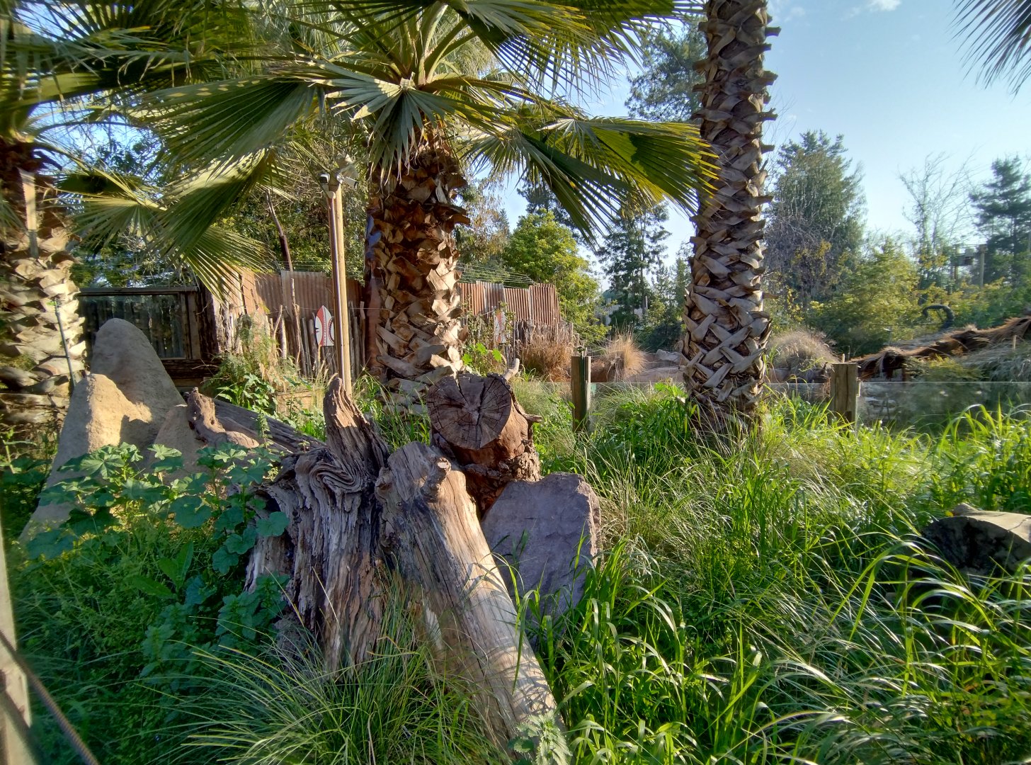 Meerkat exhibit - Buin zoo
