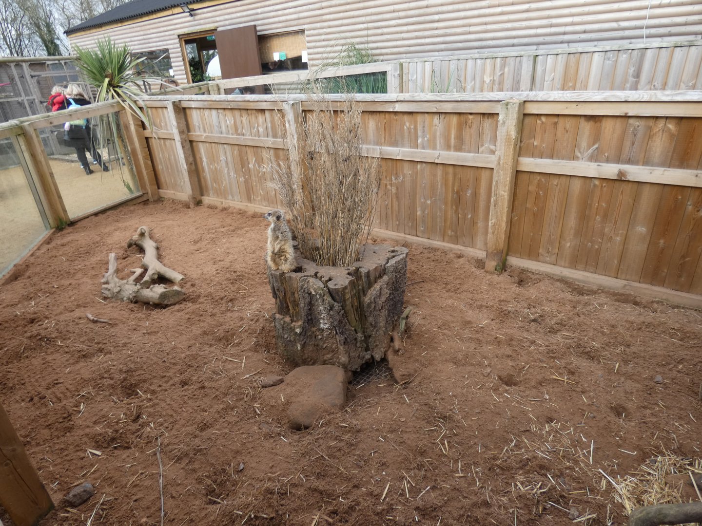 Meerkat exhibit by entrance