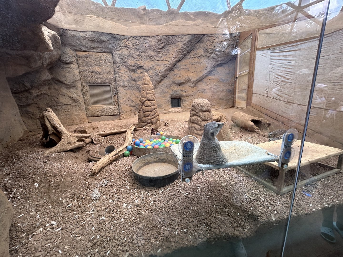 Meerkat Exhibit - Desert Dome