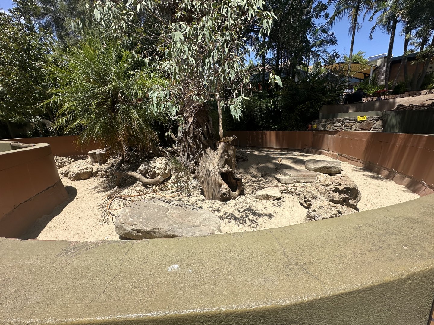 Meerkat exhibit down at seals