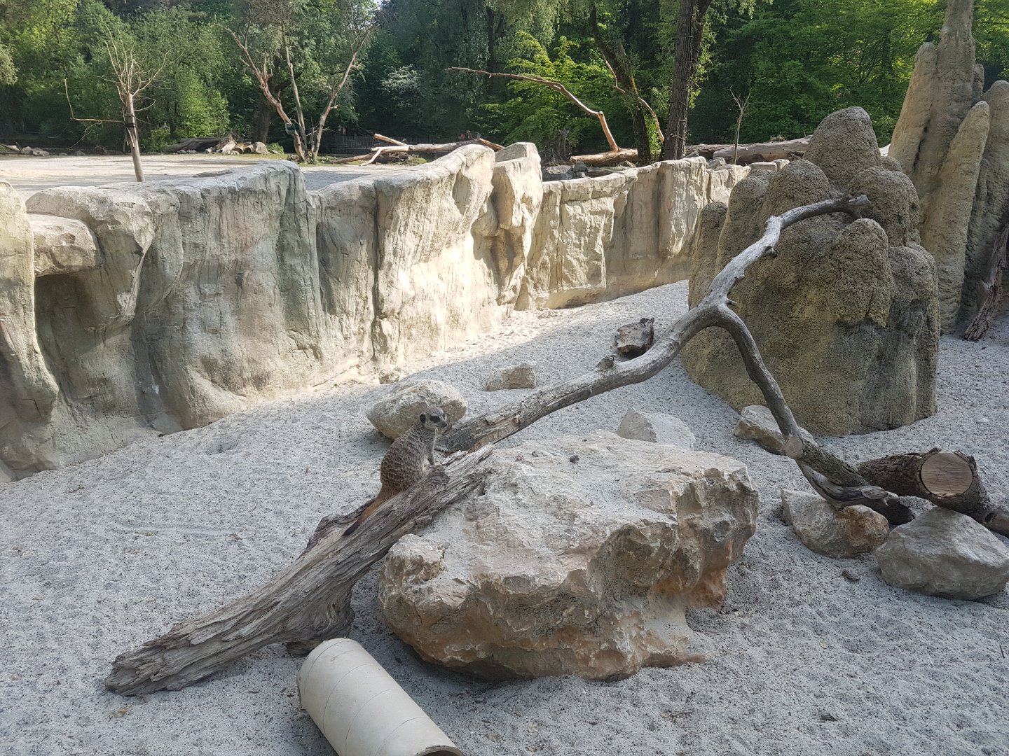 Meerkat Exhibit, Giraffe Savannah