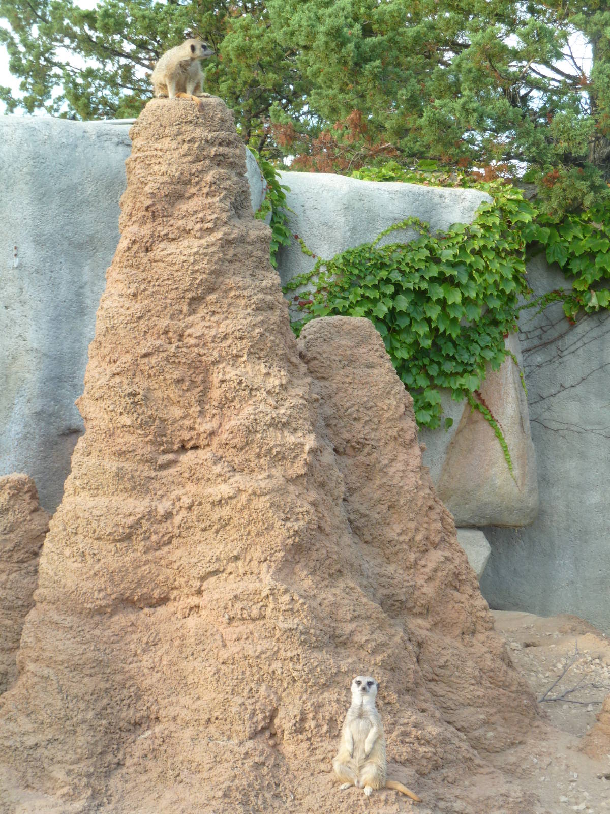 Meerkat Exhibit - Huge Termite Mound