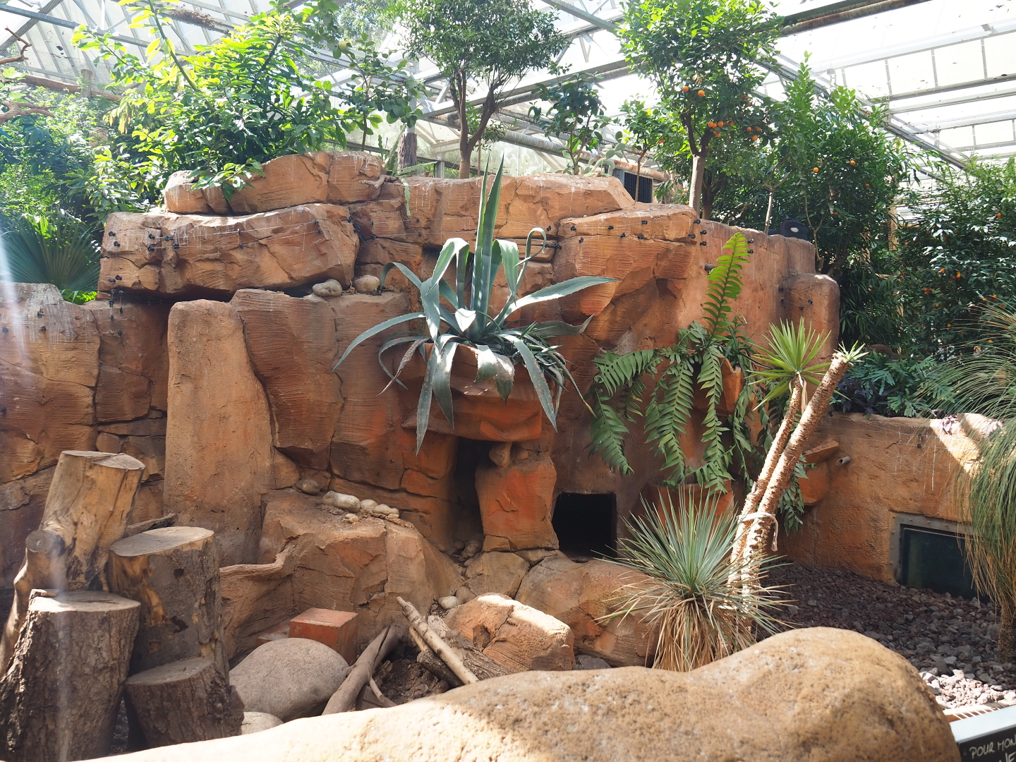 Meerkat exhibit in the Oasis, 2021-09-03