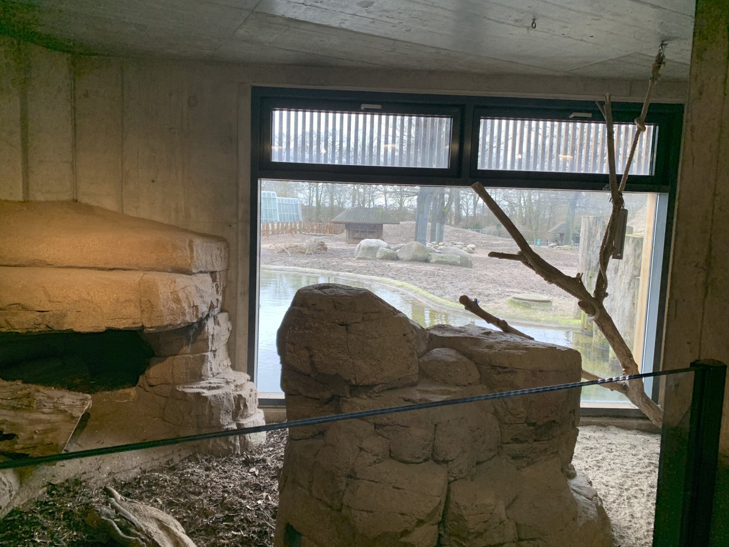 Meerkat exhibit in the Rhino house