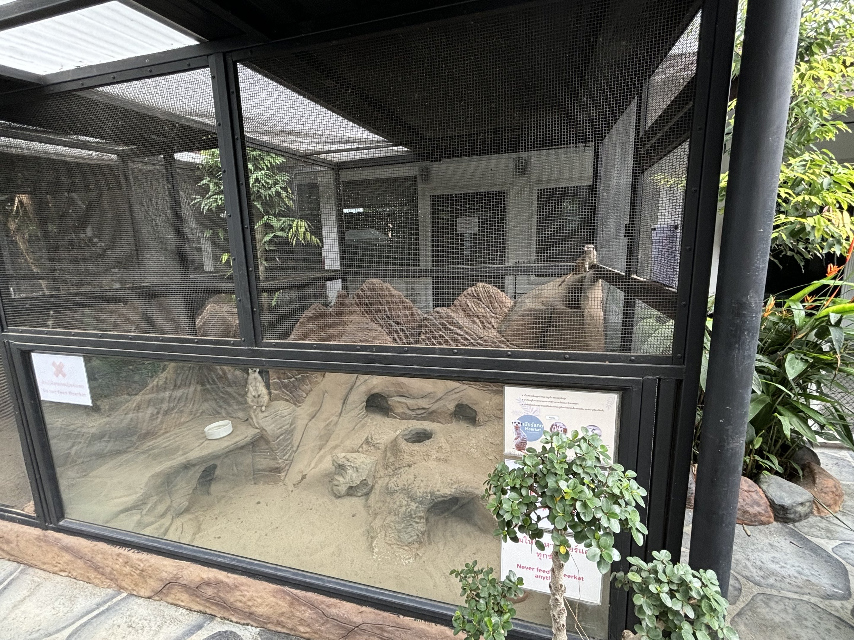 Meerkat Exhibit - Lanna Mini Zoo