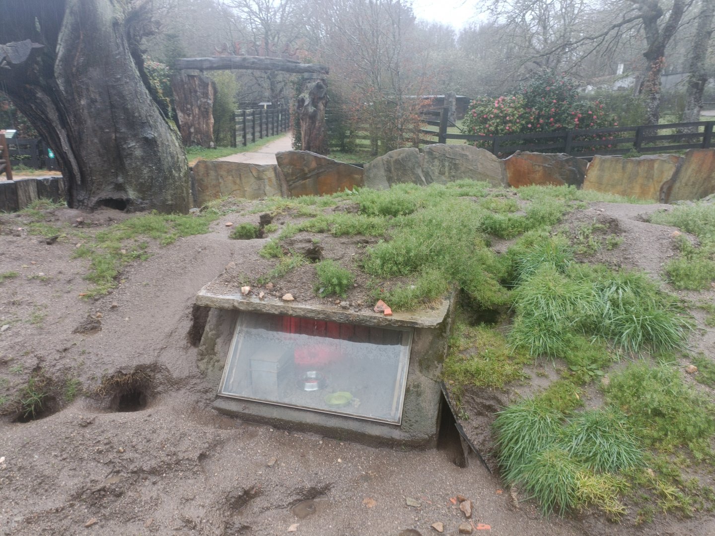 Meerkat exhibit -Marcelle Naturaleza