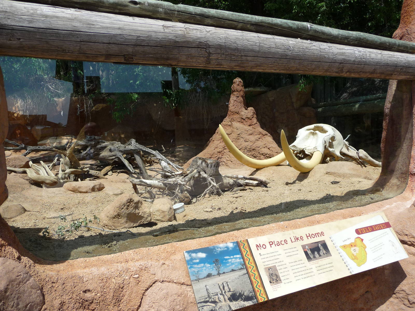 Meerkat Exhibit - Minnesota Zoo