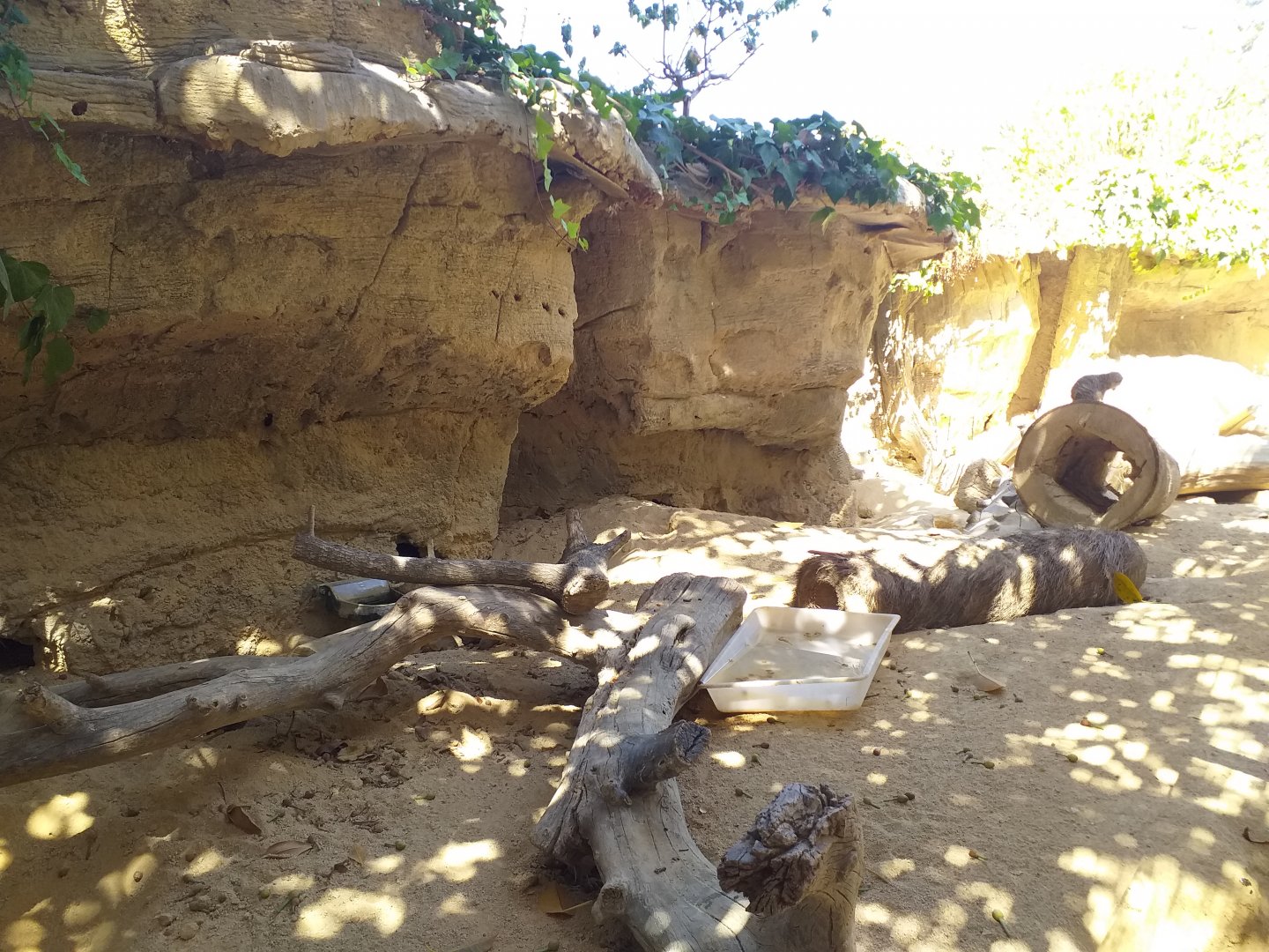 Meerkat exhibit -MundoMar Benidorm (2021)