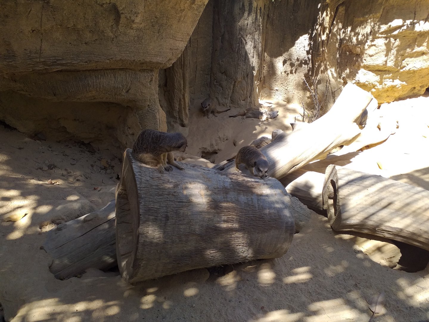 Meerkat exhibit -MundoMar Benidorm (2021)