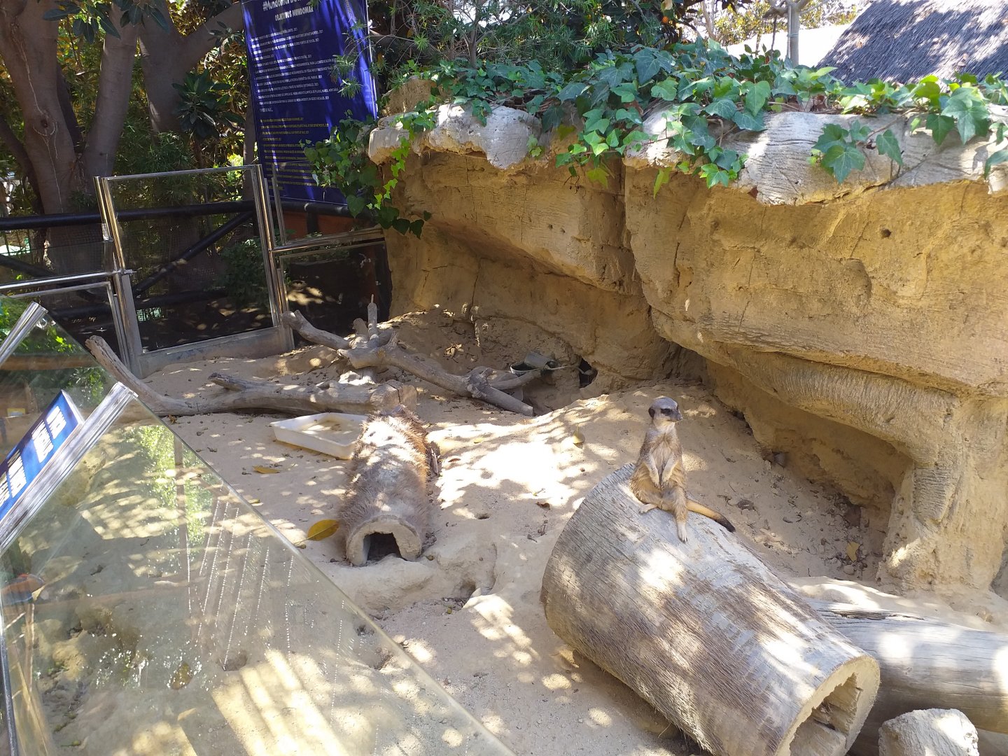 Meerkat exhibit -MundoMar Benidorm (2021)