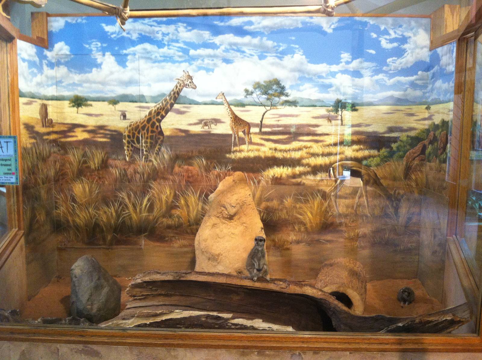 Meerkat Exhibit Mural