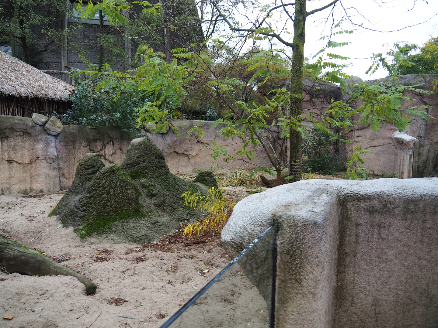 Meerkat exhibit (Nov 10th, 2018)