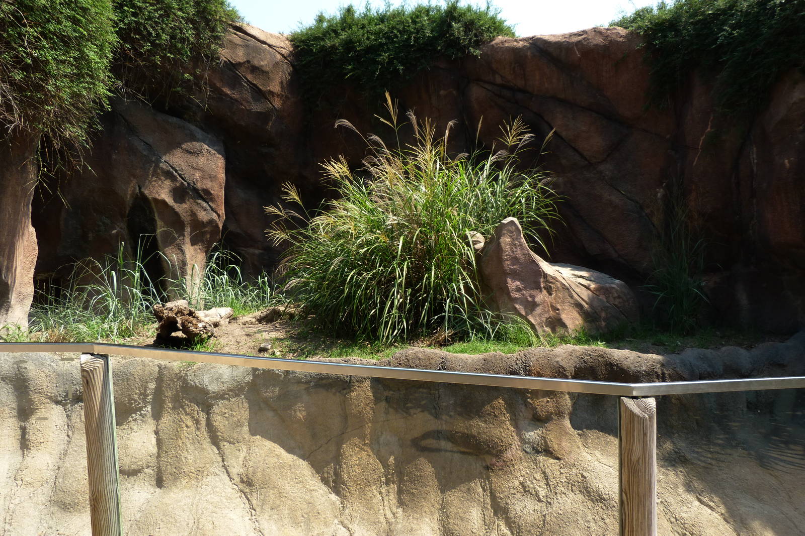 Meerkat Exhibit - O. Delta (7-17-12