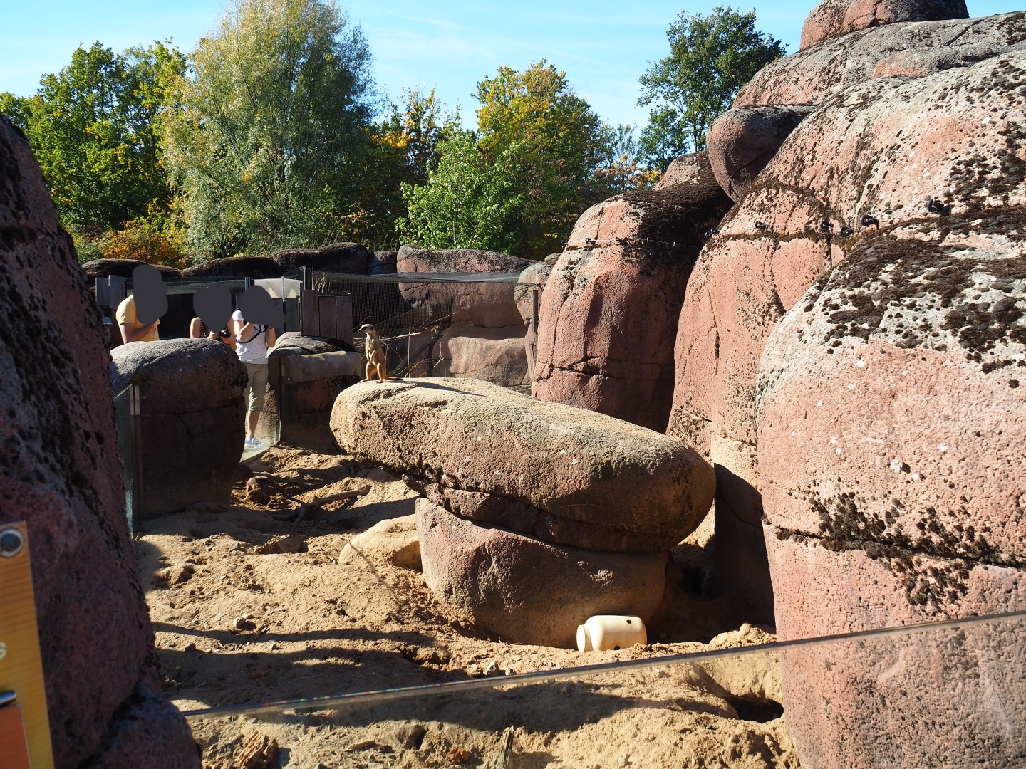 Meerkat exhibit (Oct 13th, 2018)