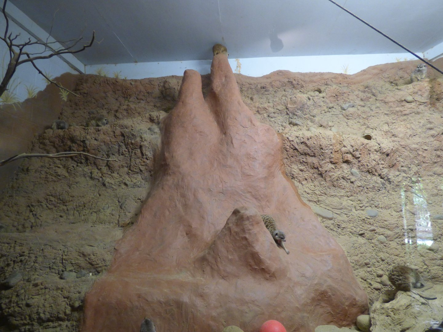 Meerkat Exhibit, October 2017